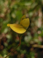 Lathyrus annuus