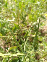 Lathyrus annuus