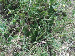 Lathyrus annuus