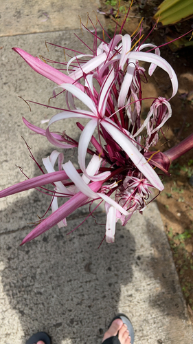 Crinum asiaticum observed 2026-09-21