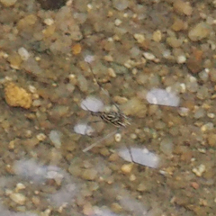 Metrocoris lituratus