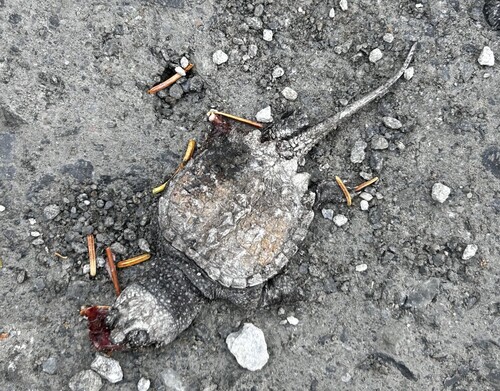 Common Snapping Turtle