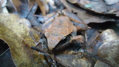 Craugastor mexicanus