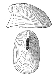 Vacerrena kesteveni