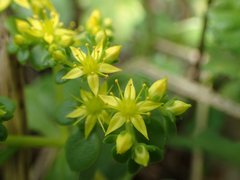Sedum formosanum