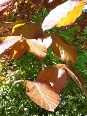 Fagus sylvatica