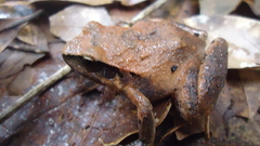 Craugastor mexicanus