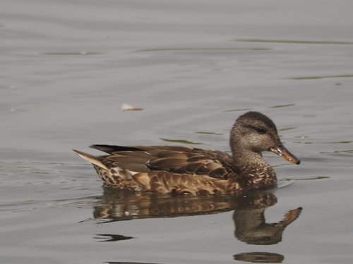 Gadwall
