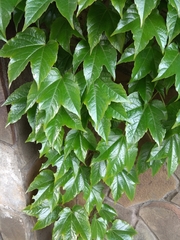 Parthenocissus tricuspidata