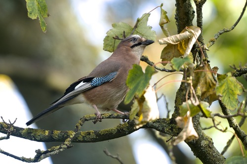 British Eurasian Jay