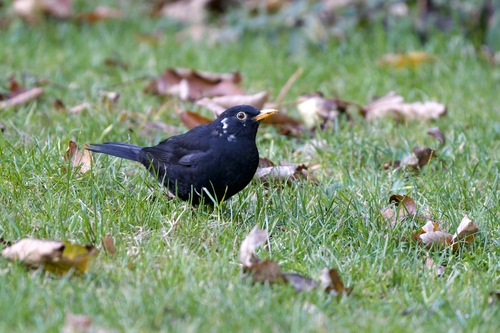 Eurasian Blackbird