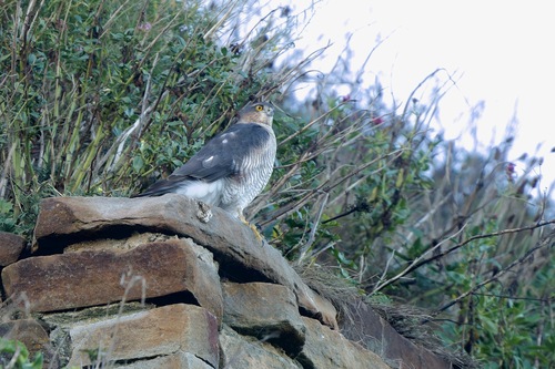European Sparrowhawk