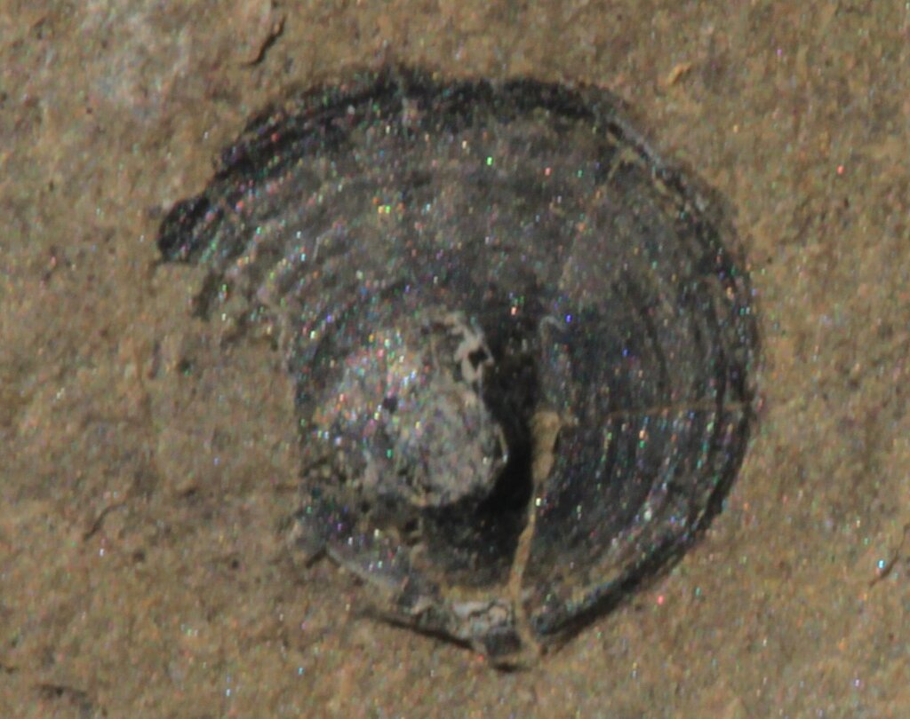 Acrotheloidea