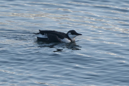 Common Murre