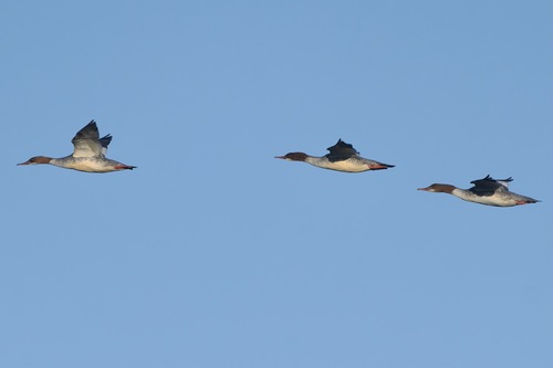Goosander