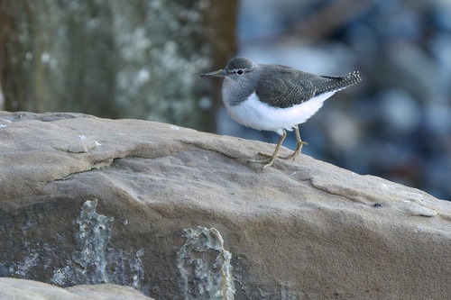 Common Sandpiper