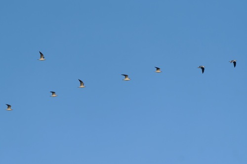 Black-headed Gull