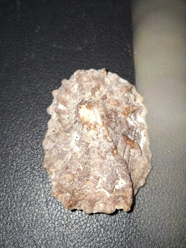 Crucibulum scutellatum observed 2026-09-18