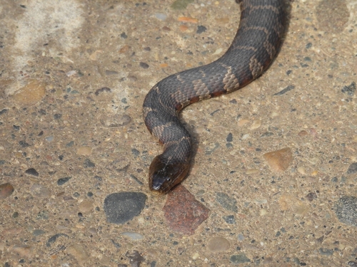 Common Watersnake