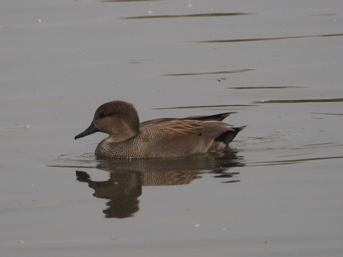 Green-winged Teal