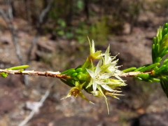 Calytrix brownii