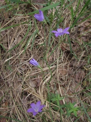 Campanula stevenii