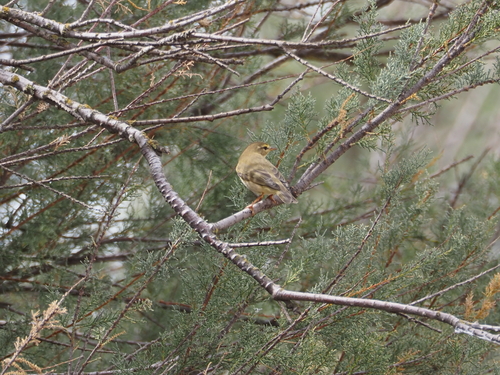 Willow Warbler