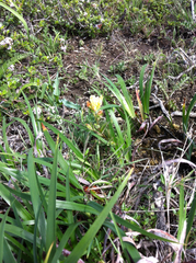 Castilleja affinis neglecta