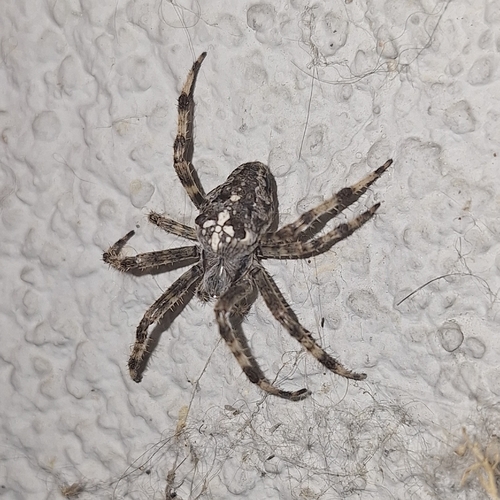 Cross Orbweaver