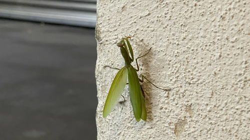 European Mantis