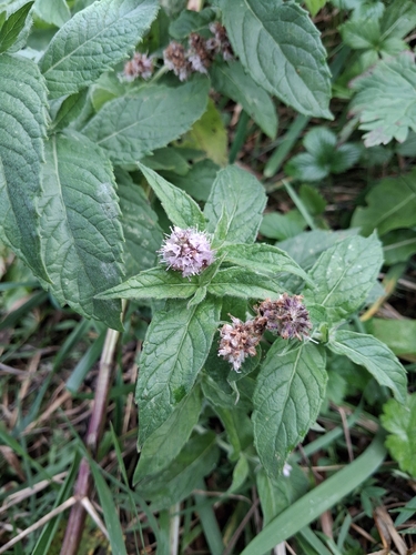 Horse Mint