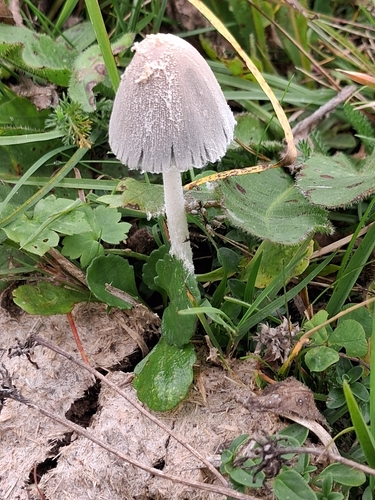 Coprinopsis pseudonivea