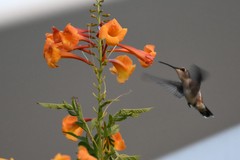Tecoma fulva guarume