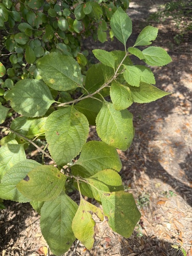 American beautyberry