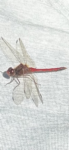Meadowhawks