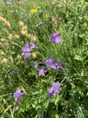 Campanula rapunculus