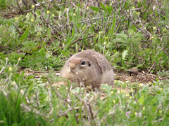 Urocitellus townsendii