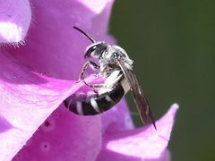 Lasioglossum sexnotatum