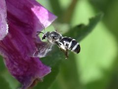 Lasioglossum sexnotatum