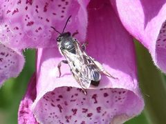 Lasioglossum sexnotatum