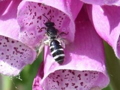 Lasioglossum sexnotatum