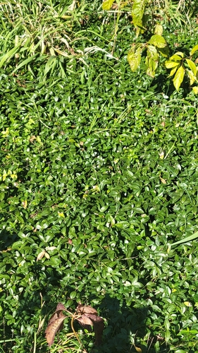 lesser periwinkle