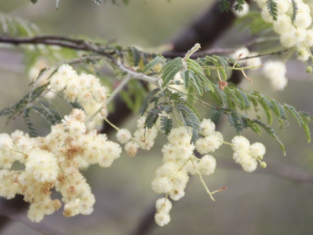 corkwood wattle