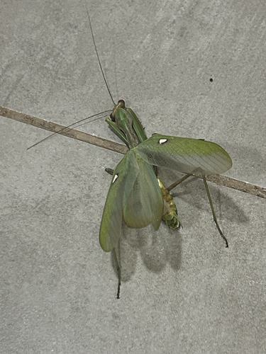 Giant African Mantis