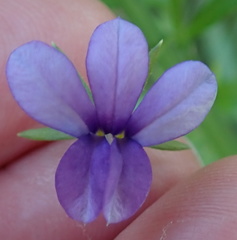 Monopsis stellarioides