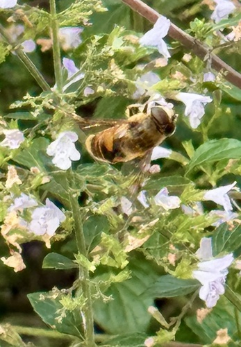 Common Drone Fly