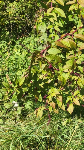 American pokeweed