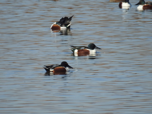 Northern Shoveler