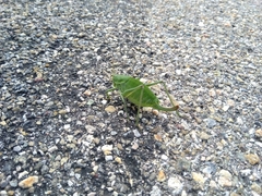 Polysarcus denticauda