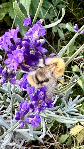 Common Carder Bumble Bee